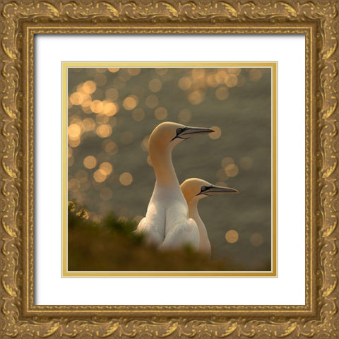 Gannets in sunset Gold Ornate Wood Framed Art Print with Double Matting by Kolbeck, Karen