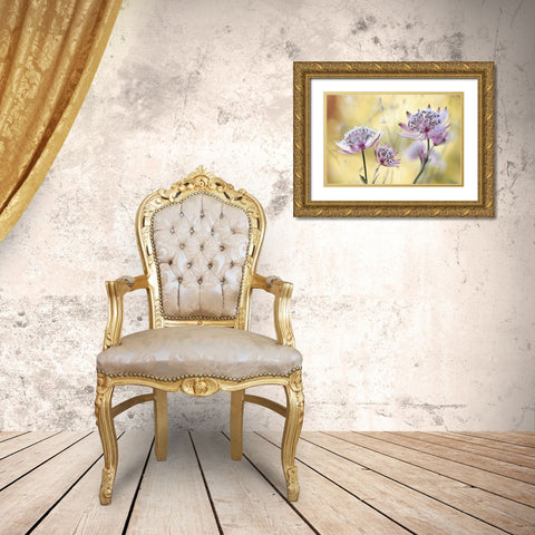 Astrantia Major Gold Ornate Wood Framed Art Print with Double Matting by Disher, Mandy