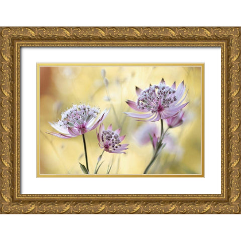 Astrantia Major Gold Ornate Wood Framed Art Print with Double Matting by Disher, Mandy