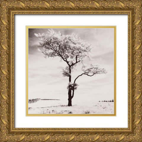 Lone Tree # 3-Peak District-England Gold Ornate Wood Framed Art Print with Double Matting by Butcher, Dave
