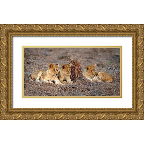 Lions Cub Gold Ornate Wood Framed Art Print with Double Matting by Ortega, Xavier