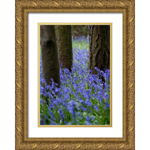 Bluebell Wood l Gold Ornate Wood Framed Art Print with Double Matting by Lambert, Tom