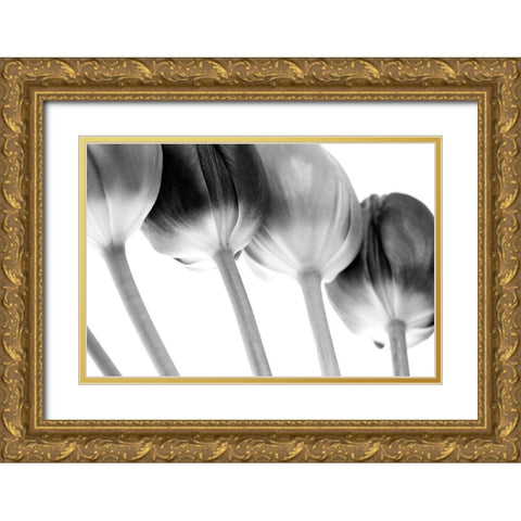 Tulips Array ll Gold Ornate Wood Framed Art Print with Double Matting by Lambert, Tom