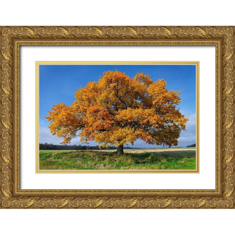 Golden Oak Gold Ornate Wood Framed Art Print with Double Matting by Strand, Hans
