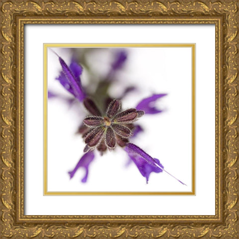 Salvia officinalis Gold Ornate Wood Framed Art Print with Double Matting by Durnberger, Sonja