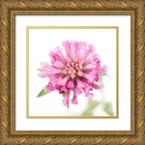 Trifolium pratense Gold Ornate Wood Framed Art Print with Double Matting by Durnberger, Sonja