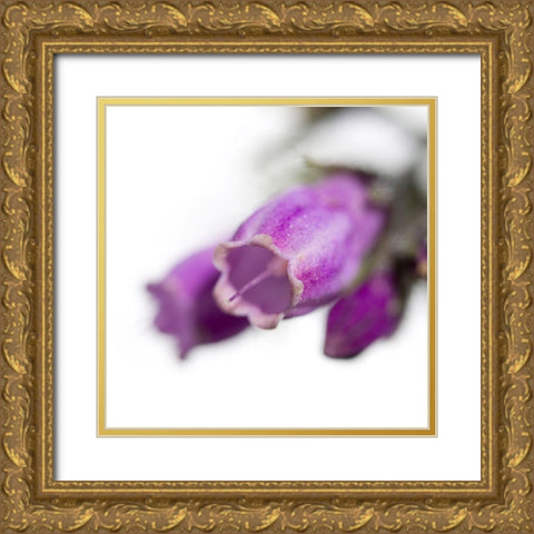 Symphytum officinale Gold Ornate Wood Framed Art Print with Double Matting by Durnberger, Sonja