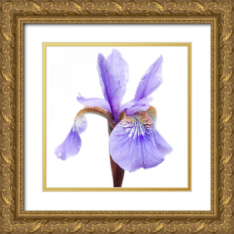 Iris versicolor Gold Ornate Wood Framed Art Print with Double Matting by Durnberger, Sonja