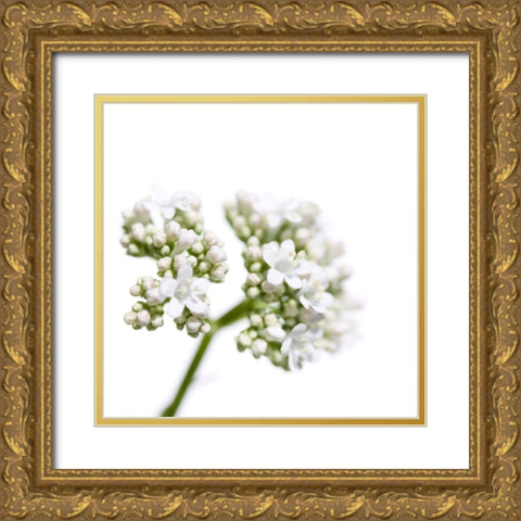 Valeriana officinalis Gold Ornate Wood Framed Art Print with Double Matting by Durnberger, Sonja