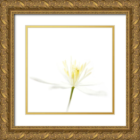 Clematis recta Gold Ornate Wood Framed Art Print with Double Matting by Durnberger, Sonja