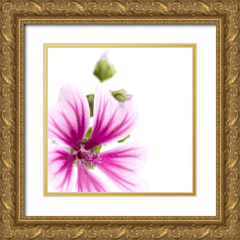Malva sylvestris Gold Ornate Wood Framed Art Print with Double Matting by Durnberger, Sonja