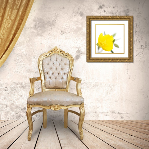 Oenothera biennis Gold Ornate Wood Framed Art Print with Double Matting by Durnberger, Sonja