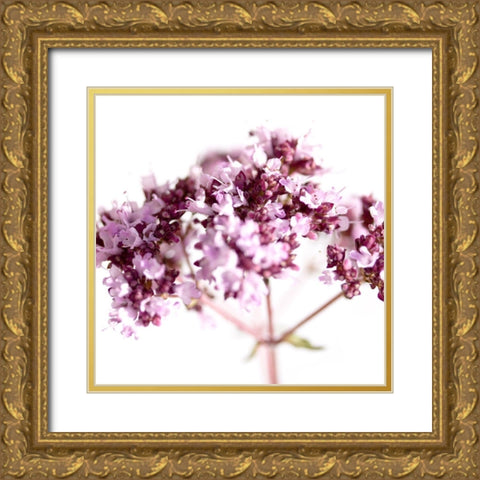 Origanum vulgare Gold Ornate Wood Framed Art Print with Double Matting by Durnberger, Sonja