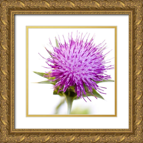 Sylibum marianum Gold Ornate Wood Framed Art Print with Double Matting by Durnberger, Sonja