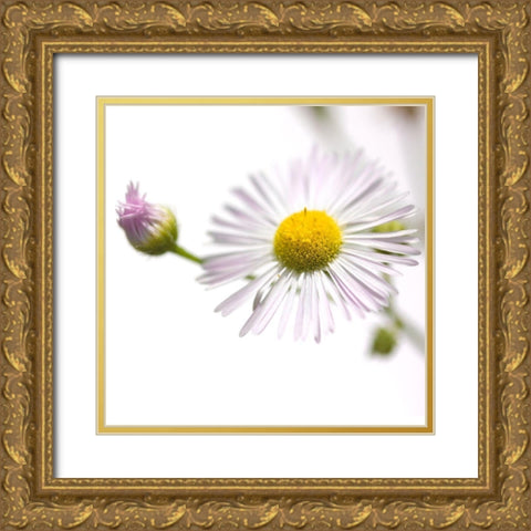 Erigeron annuus Gold Ornate Wood Framed Art Print with Double Matting by Durnberger, Sonja