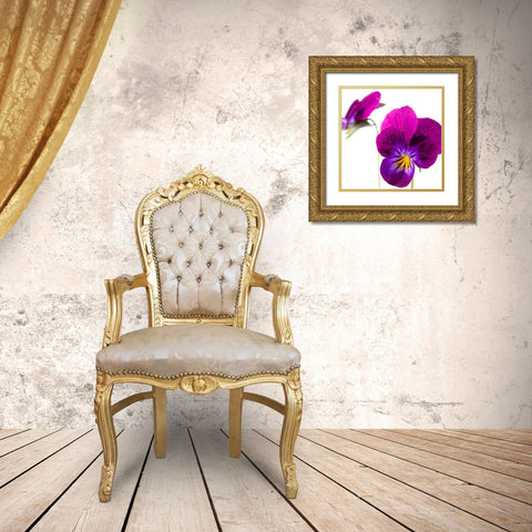Viola tricolor Gold Ornate Wood Framed Art Print with Double Matting by Durnberger, Sonja