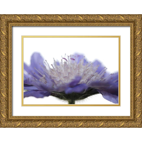 Inside Gold Ornate Wood Framed Art Print with Double Matting by Steger, Uwe