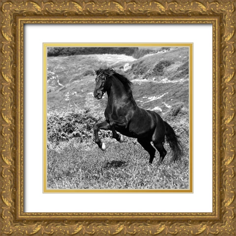 Island Horse Gold Ornate Wood Framed Art Print with Double Matting by Llovet, Jorge