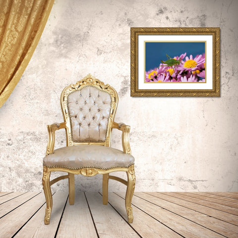Grashupfer auf Blumen Gold Ornate Wood Framed Art Print with Double Matting by Fischer, Rolf