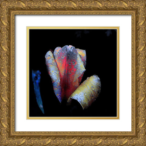 Tulpen-Nacht Gold Ornate Wood Framed Art Print with Double Matting by Baumann, Matthias