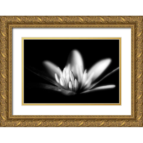 Stars I Gold Ornate Wood Framed Art Print with Double Matting by Steger, Uwe