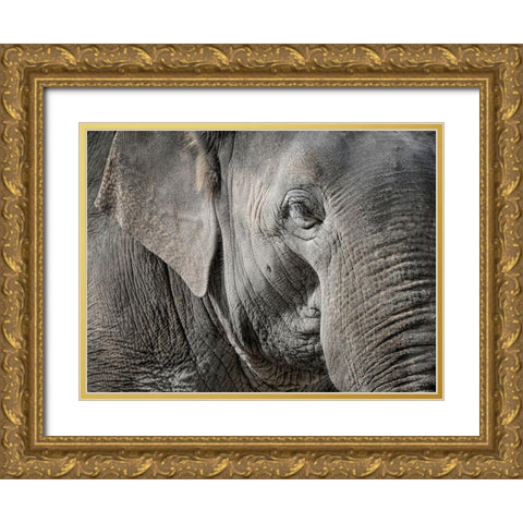 Master Front Gold Ornate Wood Framed Art Print with Double Matting by Steger, Uwe