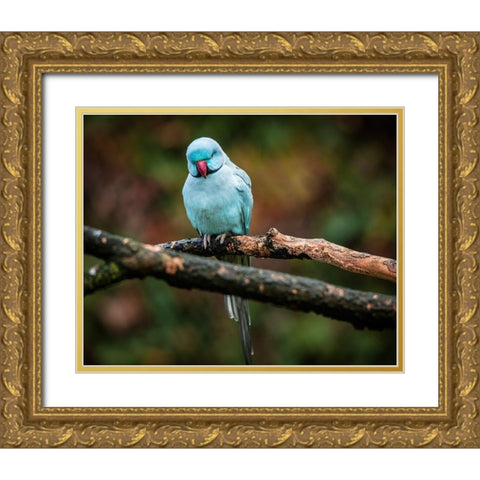 Blue Parrot Gold Ornate Wood Framed Art Print with Double Matting by Ronin
