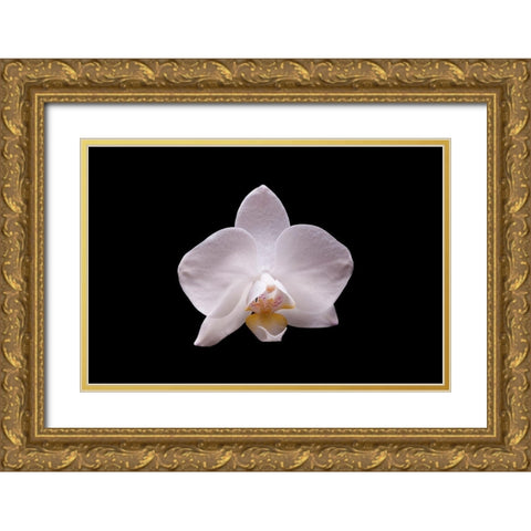 Orchidee I Gold Ornate Wood Framed Art Print with Double Matting by Brosius, Volker