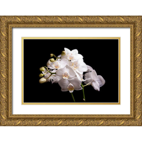 Orchidee II Gold Ornate Wood Framed Art Print with Double Matting by Brosius, Volker