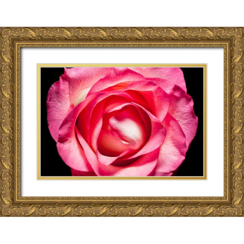 Rose II Gold Ornate Wood Framed Art Print with Double Matting by Brosius, Volker