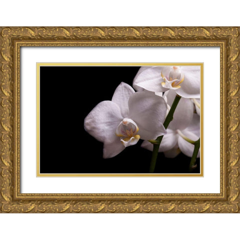 Orchidee III Gold Ornate Wood Framed Art Print with Double Matting by Brosius, Volker