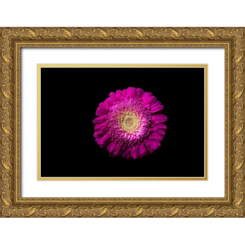 Gerbera lila Gold Ornate Wood Framed Art Print with Double Matting by Brosius, Volker