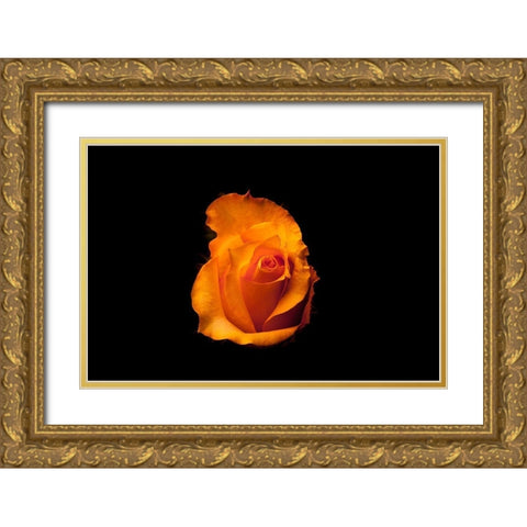 Rose gelb I Gold Ornate Wood Framed Art Print with Double Matting by Brosius, Volker