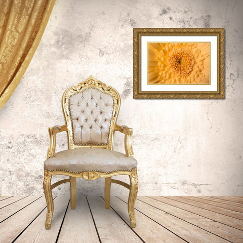 Gerbera nah Gold Ornate Wood Framed Art Print with Double Matting by Brosius, Volker