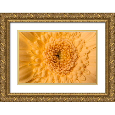 Gerbera nah Gold Ornate Wood Framed Art Print with Double Matting by Brosius, Volker