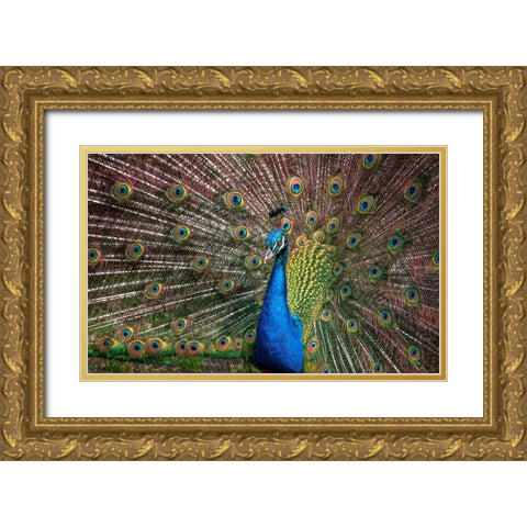 The Peacock Gold Ornate Wood Framed Art Print with Double Matting by Ronin