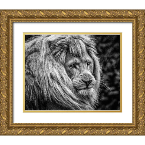 the male Lion Gold Ornate Wood Framed Art Print with Double Matting by Ronin