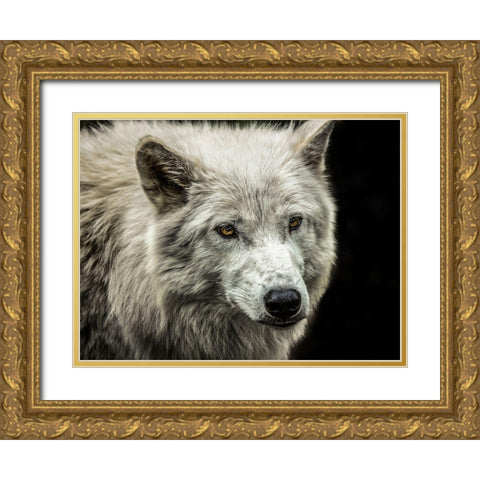 White Wolf Gold Ornate Wood Framed Art Print with Double Matting by Ronin