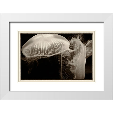 Antique Jellies 2 White Modern Wood Framed Art Print with Double Matting by Lee, Rachel