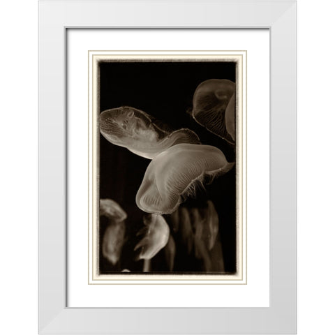 Antique Jellies 3 White Modern Wood Framed Art Print with Double Matting by Lee, Rachel