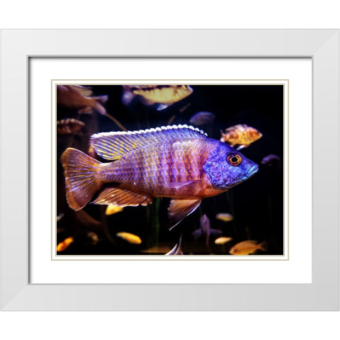 Aquarium Fish 1 White Modern Wood Framed Art Print with Double Matting by Lee, Rachel