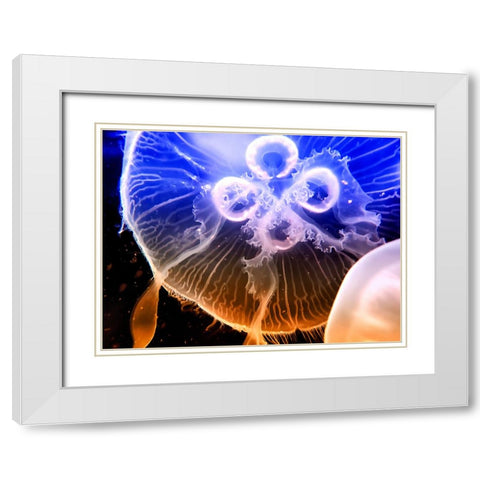 Aquarium Fish 2 White Modern Wood Framed Art Print with Double Matting by Lee, Rachel