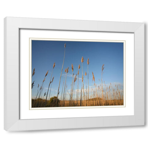 Beach 7 White Modern Wood Framed Art Print with Double Matting by Lee, Rachel