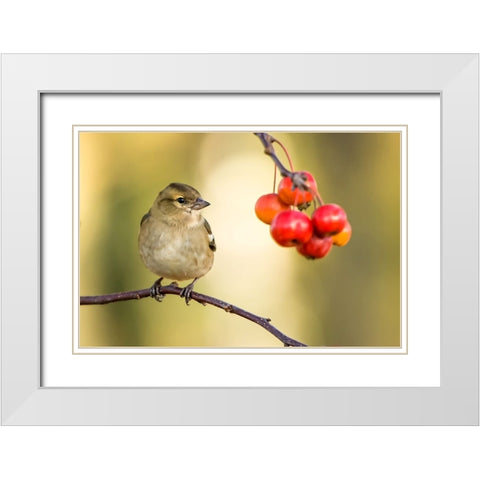 Bird 1 White Modern Wood Framed Art Print with Double Matting by Lee, Rachel