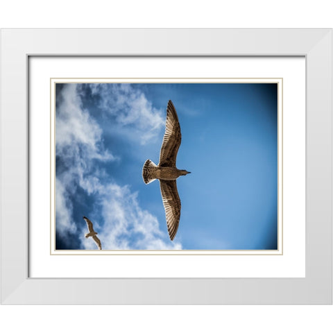 Bird 10 White Modern Wood Framed Art Print with Double Matting by Lee, Rachel