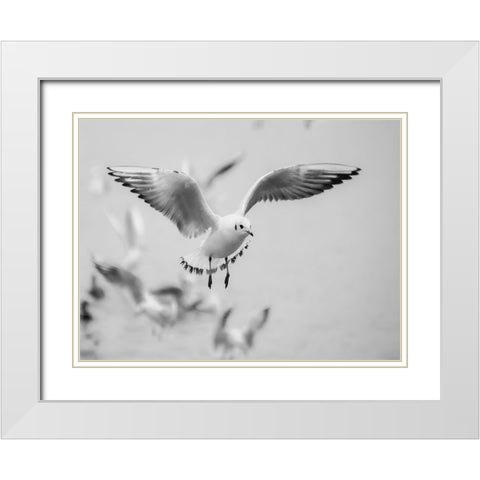 Bird 14 White Modern Wood Framed Art Print with Double Matting by Lee, Rachel
