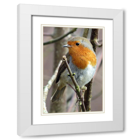 Bird 15 White Modern Wood Framed Art Print with Double Matting by Lee, Rachel