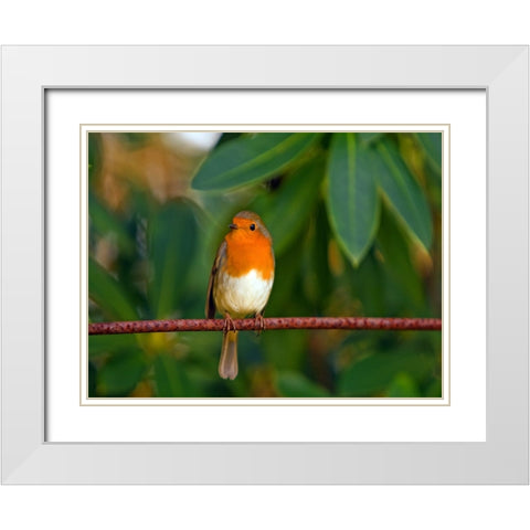 Bird 17 White Modern Wood Framed Art Print with Double Matting by Lee, Rachel