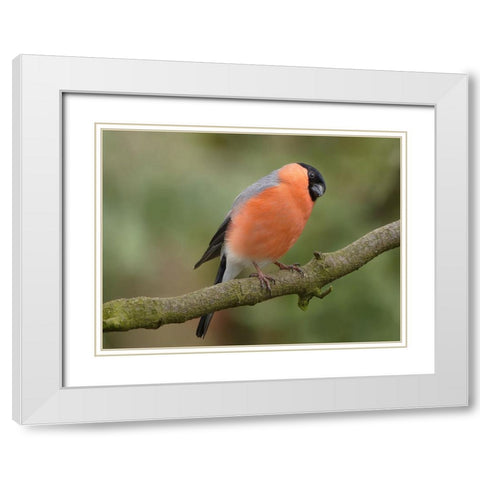 Bird 2 White Modern Wood Framed Art Print with Double Matting by Lee, Rachel