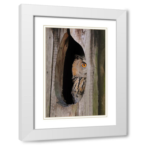 Bird 21 White Modern Wood Framed Art Print with Double Matting by Lee, Rachel